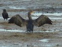 2011-09-27 10-43-55 Cormoran dans le port de Pont L'Abbe MBo